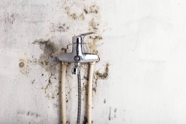 Best Mold Testing and Removal  in Highland Park, MI