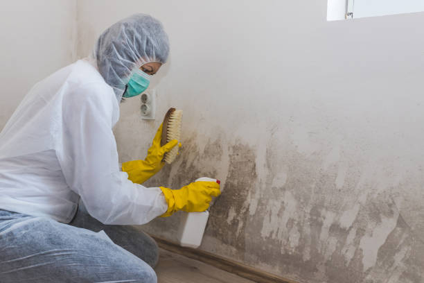 Best Toxic Mold Removal  in Highland Park, MI
