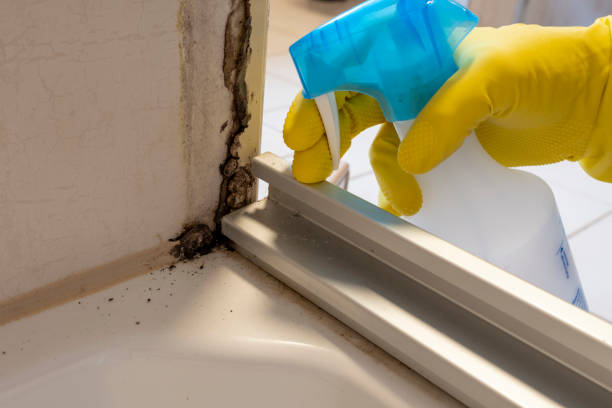 Best Black Mold Removal  in Highland Park, MI