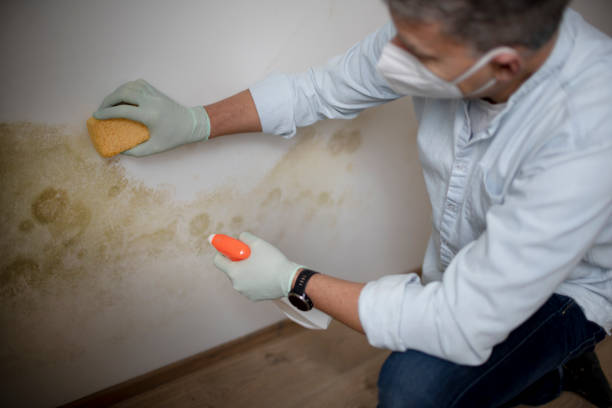 Best Mold Removal Near Me  in Highland Park, MI