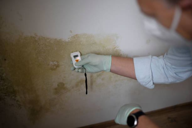 Best Local Mold Removal Service  in Highland Park, MI