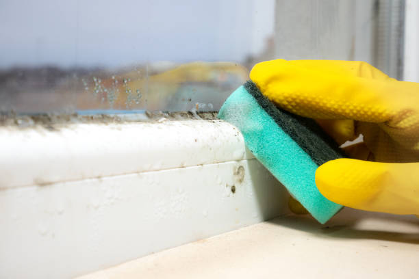 Mold Testing and Removal in Highland Park, MI