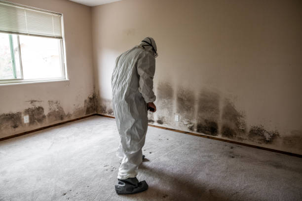 Best Black Mold Removal  in Highland Park, MI