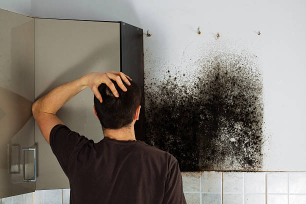 Highland Park, MI Mold Removal Company