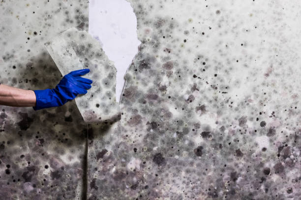 Best Local Mold Removal Service  in Highland Park, MI