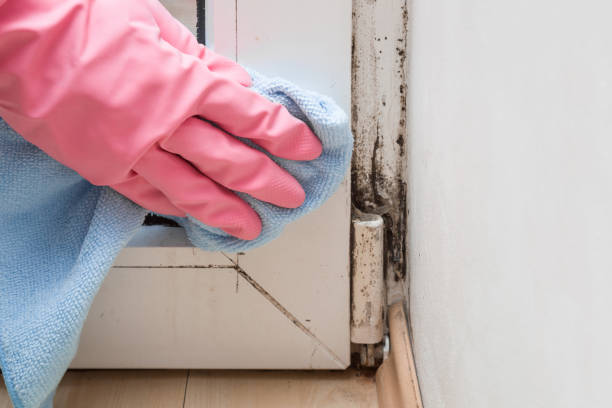 Best Emergency Mold Removal  in Highland Park, MI